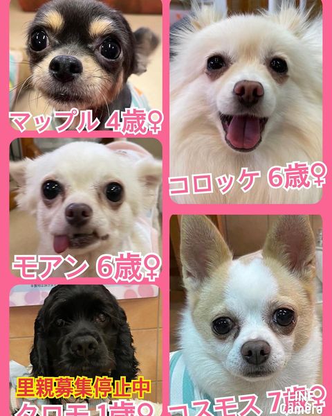 🐾今日の里親様募集中ワンコ🐶メンバーです🐾2022,10,15【保護犬カフェ天神橋店】